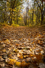 autumn in the forest
