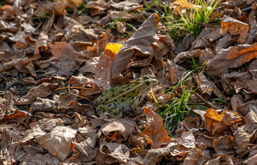 leopard frog