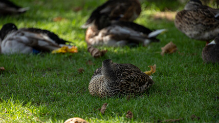 La sieste des canards