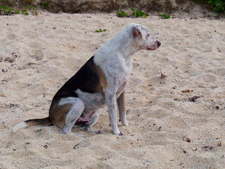 Errand dogs at Pointe aux cannoniers (Mauritius)