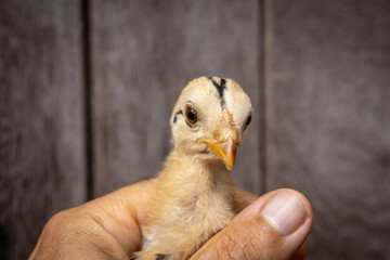 Cute Baby chick in hands.