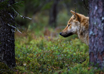 A wolf in Finland in September 2025