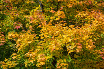 Nahaufnahme von gelblich gefärbtem Laub im Herbst