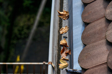 Trockenes, gefallenes Laub liegt in einer feuchten Dachrinne