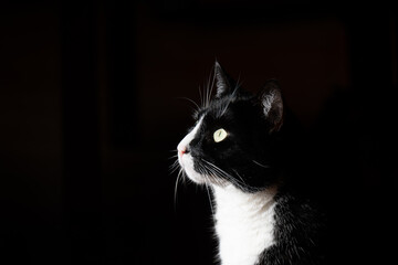 Schöne schwarz-weiße Tuxedo-Katze im Halbschatten