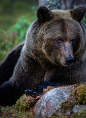 A bear in the Finnish forest in September