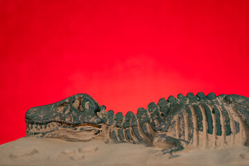 angle view tyrannosaurus rex skeleton fossil on red at horizontal composition