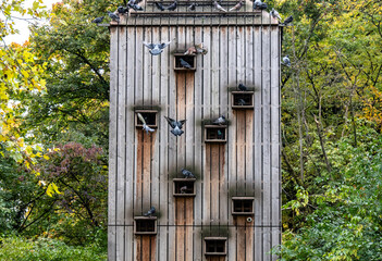 Stadttauben flattern in und um einen Taubenschlag