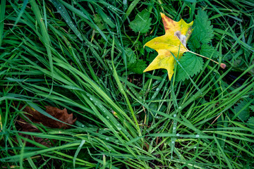 Gefallenes Laub liegt im nassen Gras