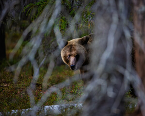 A bear in the Finnish forest in September
