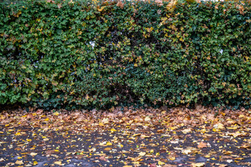 Gefallenes gelbes Herbstlaub liegt vor einer Hecke