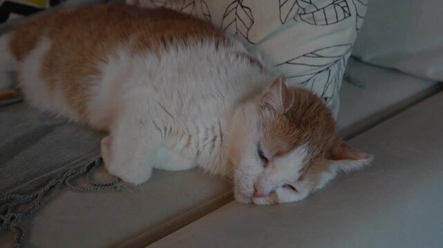 The ginger and white cat is lying on the sofa and resting. The old cat is sleeping.