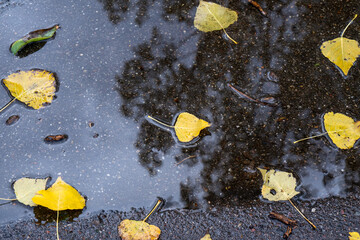 Gelbes Herbstlaub treibt in einer Pfütze