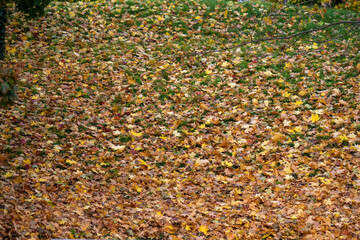 Nahaufnahme von herbstlich gefärbten, gefallenen Ahornblättern