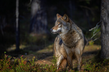 A wolf in Finland in September 2025