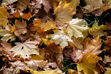 Nahaufnahme von herbstlich gefärbten, gefallenen Ahornblättern