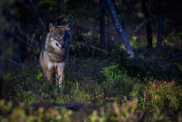 A wolf in Finland in September 2025