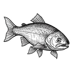 Vintage black and white hand-drawn fish illustration