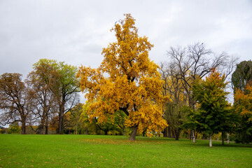 Schöner großer gelb gefärbter Laubbaum im Herbst