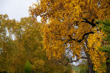 Nahaufnahme von gelblich gefärbtem Laub im Herbst