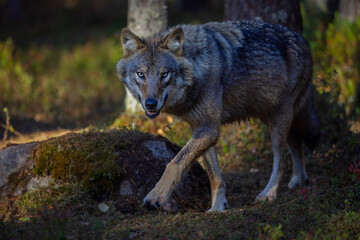 A wolf in Finland in September 2025