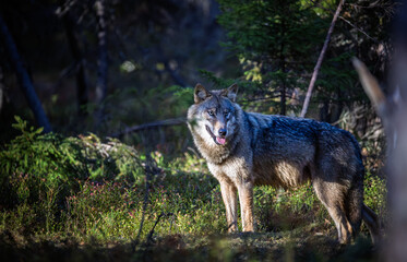 A wolf in Finland in September 2025