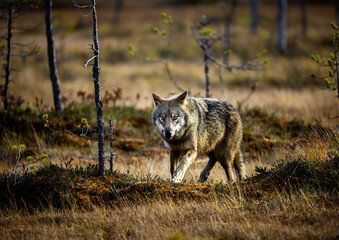A wolf in Finland in September 2025