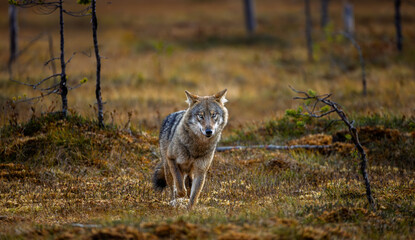 A wolf in Finland in September 2025