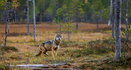 A wolf in Finland in September 2025