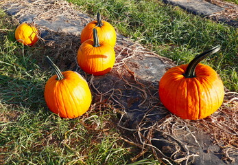 Halloween pumpkins at the farm