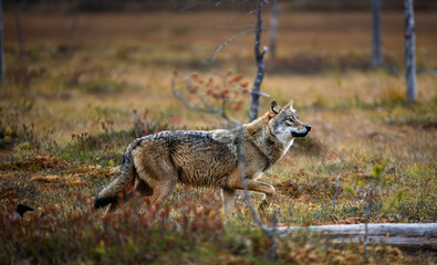 A wolf in Finland in September 2025