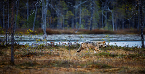 A wolf in Finland in September 2025