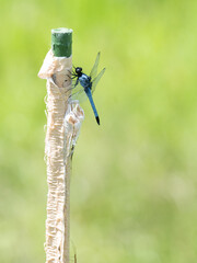 Vibrant blue male Orthetrum albistylum on a stake in summer light 鮮やかな青色のオオシオカラトンボと夏の日差し