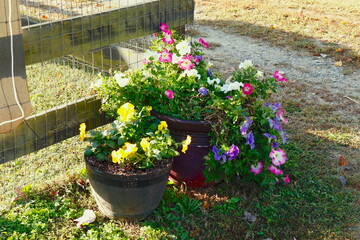 Potted flowers still bloom in autumn