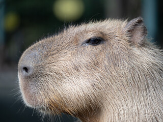 Close-up side profile portrait of a Capybara 横顔をクローズアップしたカピバラの表情