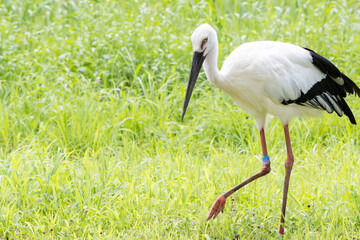 Oriental Stork walking on green grass 緑の草地を歩くコウノトリ