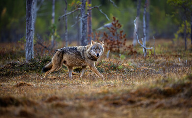 A wolf in Finland in September 2025