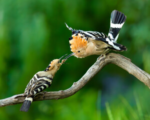 Eurasian hoopoe / Wiedehopf (Upupa epops) © Hannes Bonzheim