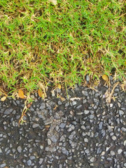 Grass on the stone