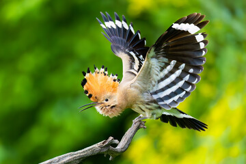 Eurasian hoopoe / Wiedehopf (Upupa epops) © Hannes Bonzheim