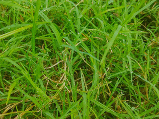 green grass background
