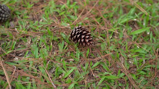 Pine Cone on Green Grass Surrounded by Pine Needles, Showcasing Organic Texture and Natural Beauty of Forest, Evoking Tranquility and Connection to Nature in Outdoor Serenity