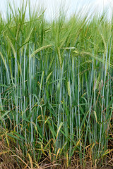 Green wheat plants at the early stage of ear ripening. Agriculture, food production, and food security.	