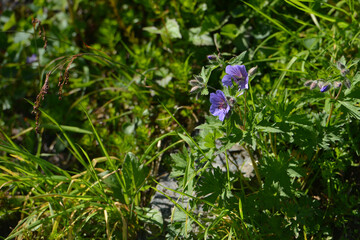 Close up shot of wildflowers growing uncultivated on the mountainside in Alaska USA a favourite hiking spot for holidaymakers and fitness enthusiasts from around the world.