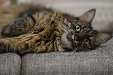 Fluffy Tabby Cat Lying on Couch Looking Relaxed.