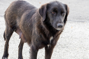 Dark coated mixed breed dog standing on a gravel path, alert gaze and attentive posture suggest curiosity and cautious friendliness; portrait conveys companion animal presence in rural setting.