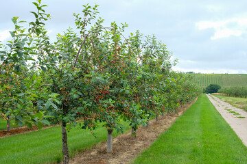 Cherry orchard with ripening fruits and vineyard landscape in the background.  Rhineland-Palatinate, Germany. Copy space. 