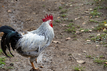 Rooster strutting on compacted yard ground, bright red comb and patterned tail feathers prominent against farm backdrop; candid poultry portrait capturing character, texture and rural atmosphere.