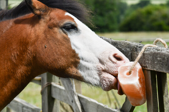 Close up shot of pony licking a mineral lick that’s tied to the field gate on a summers day.Animals need salt and minerals to keep them healthy in summers heat and they enjoy the taste as well.