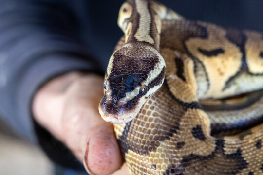 Detailed portrait of a ball python draped across a handler&rsquo;s fingers, focusing on the head and scale patterns with shallow depth, conveying trust, texture and reptile anatomy.